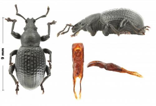 Otiorhynchus sp.